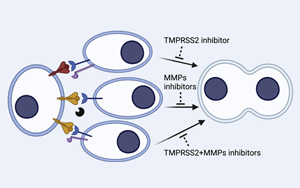 研究人員發現了導致COVID-19的病毒進入細胞的新途徑