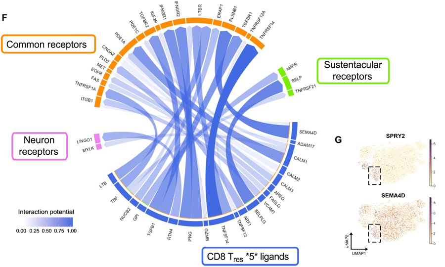  新冠肺炎急性后遺癥嗅覺粘膜下丘樣品中富集了特定的T細胞亞群