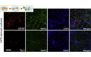 細胞編程，再現人類細胞獨特特征的神經網絡