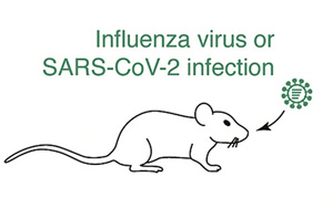 《Cell》發現免疫系統的“武器研發實驗室”