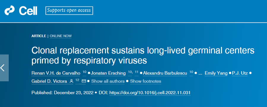新研究揭示了生發中心是如何工作的