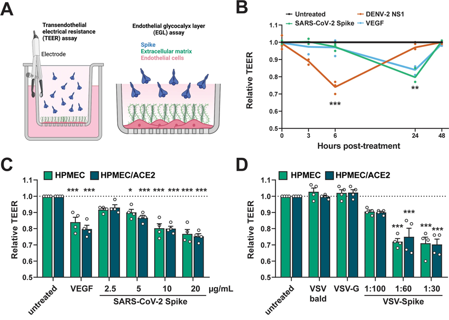 SARS-CoV-2 S觸發內皮和上皮滲透性屏障