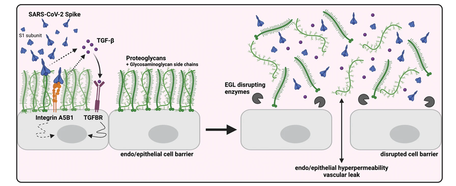 SARS-CoV-2 S觸發TGF-β的產生，TGF-β信號傳導是S介導的屏障功能障礙所必需的