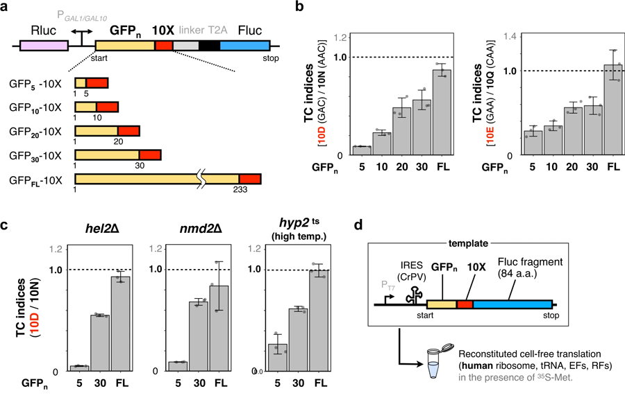 N末端區域中連續帶負電荷的氨基酸過早終止翻譯