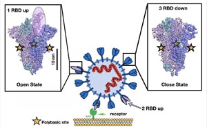 Nature最新研究找到新冠病毒的弱點！