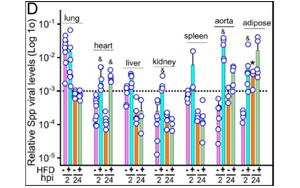 感染新冠誘發心肌炎？或因病毒S蛋白導致心肌纖維化和收縮功能受損
