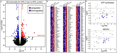 施用Spp病毒誘導(dǎo)HFD小鼠心臟轉(zhuǎn)錄組長期變化