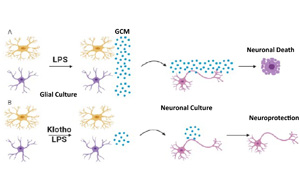 26年前發現的抗衰老蛋白可以對抗炎癥，避免神經元死亡