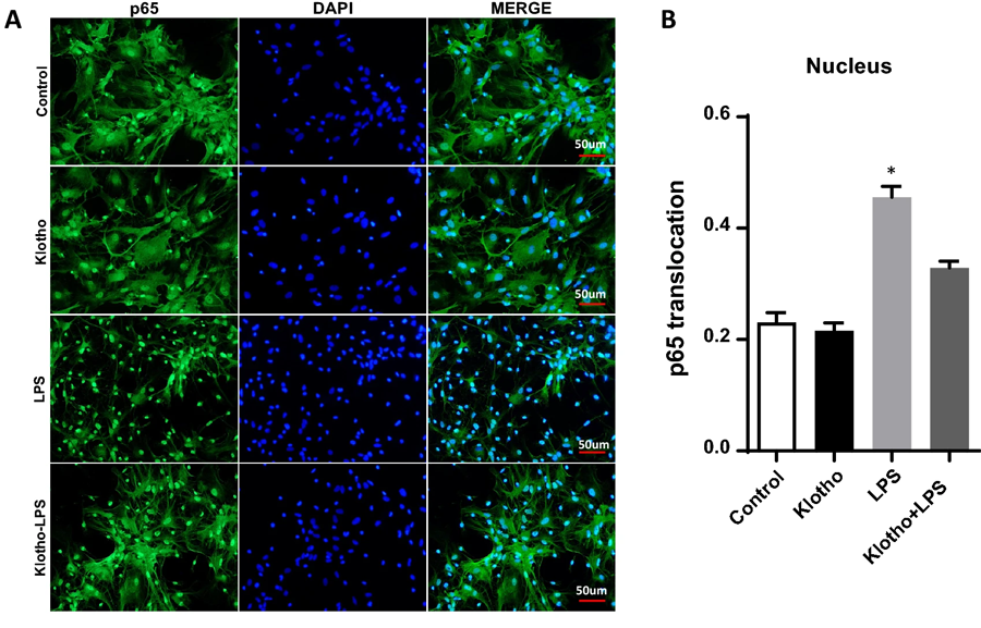 α-Klotho挽救核心區域由LPS誘導的NF-κB活化