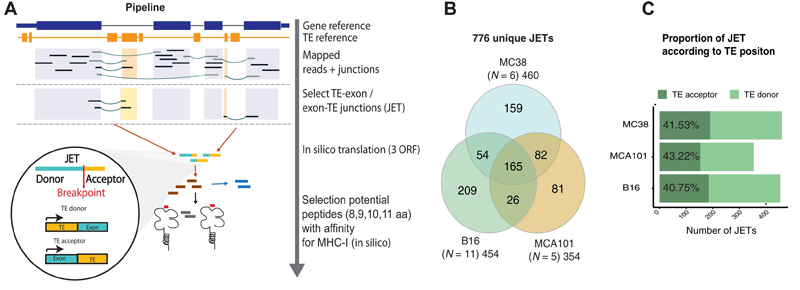外顯子和TE(JET)之間連接的組織和腫瘤特異性表達 外顯子和TE(JET)之間連接的組織和腫瘤特異性表達