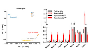 帕金森治療有望！科學家在小鼠四肢中發現“超快”肌肉纖維
