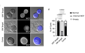 CRISPR篩選發現巨型病毒竟然來自小病毒！