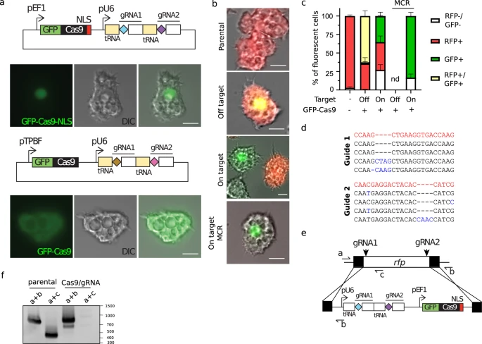 CRISPR/Cas9操作卡氏棘阿米巴 CRISPR/Cas9操作卡氏棘阿米巴