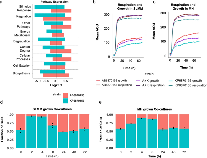 鮑曼氏桿菌AB6870155和肺炎克雷伯菌KP6870155的的呼吸、生長和基因表達 鮑曼氏桿菌AB6870155和肺炎克雷伯菌KP6870155的的呼吸、生長和基因表達