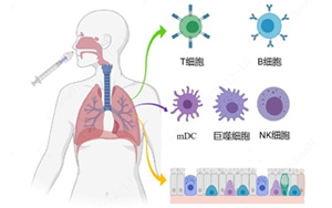 nature 子刊 | 鼻噴疫苗可顯著增強黏膜免疫，構建新冠防護第一線