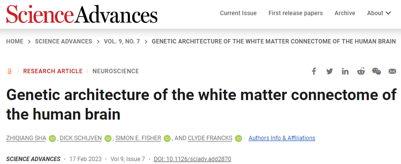 人類大腦白質的結構差異可能與導致某些行為特征和大腦疾病的遺傳變異有關