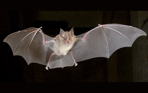 《Cell》解析第一批來自攜帶SARS-CoV-2的蝙蝠物種的干細胞