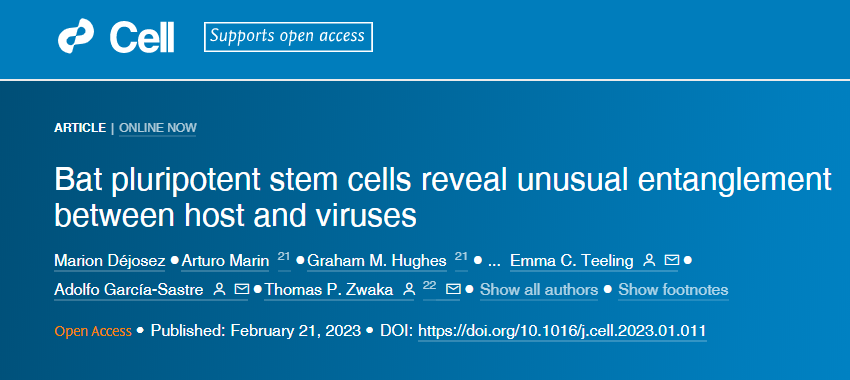 研究人員從蝙蝠身上培育出了第一個誘導多能干細胞(iPSCs)