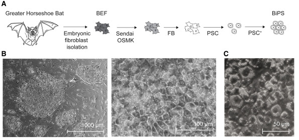 馬鐵菊頭蝠多能干細胞的制備P