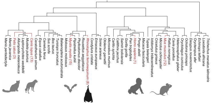 蝙蝠多能干細胞的獨特特性