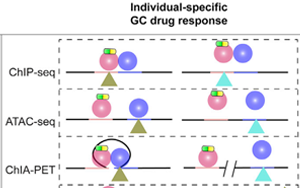 舊藥可新用！Cell子刊揭示糖皮質激素藥物相關副作用的遺傳位點