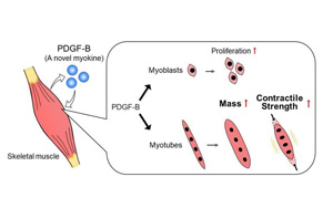 意想不到的發現：一種可以促進肌肉生長和力量的外泌體