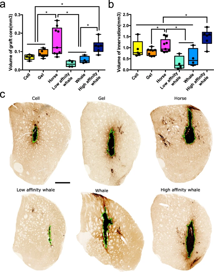 在SAP中摻入肌紅蛋白可提高移植物存活率和移植物神經支配