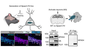 大腦越用越“廢”？Nature發現神經元DNA修復機制，或推動相關疾病研究進展