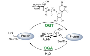 《PNAS》科學家解開細胞存活之謎