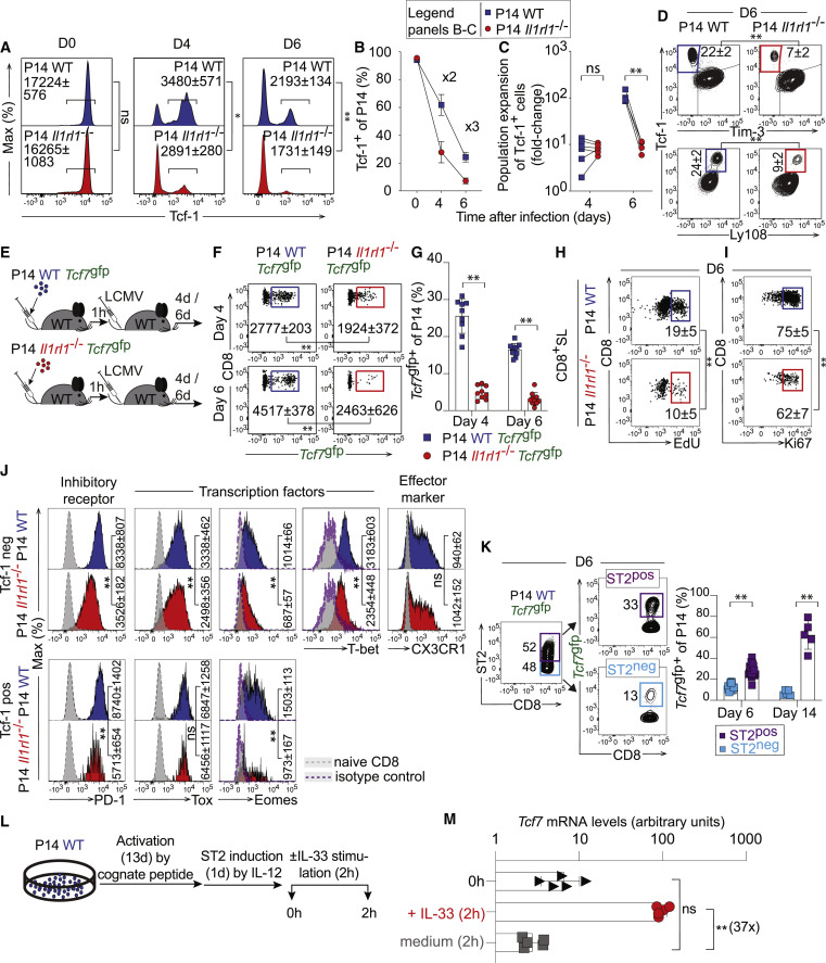 IL-33信號傳導促進CD8+T細胞Tcf-1表達