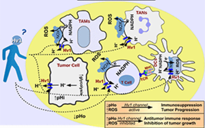 Nature子刊：能抗癌、抗感染，還能讓“造人”更順利，血液中的這種蛋白厲害了！