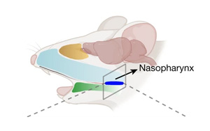 《Nature》甲流當季，大腦如何感知感染以及“布洛芬”沒效果的原因？