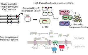 一個全新的抗生素世界！Nature子刊報道單個噬菌體蛋白特性研究新方法