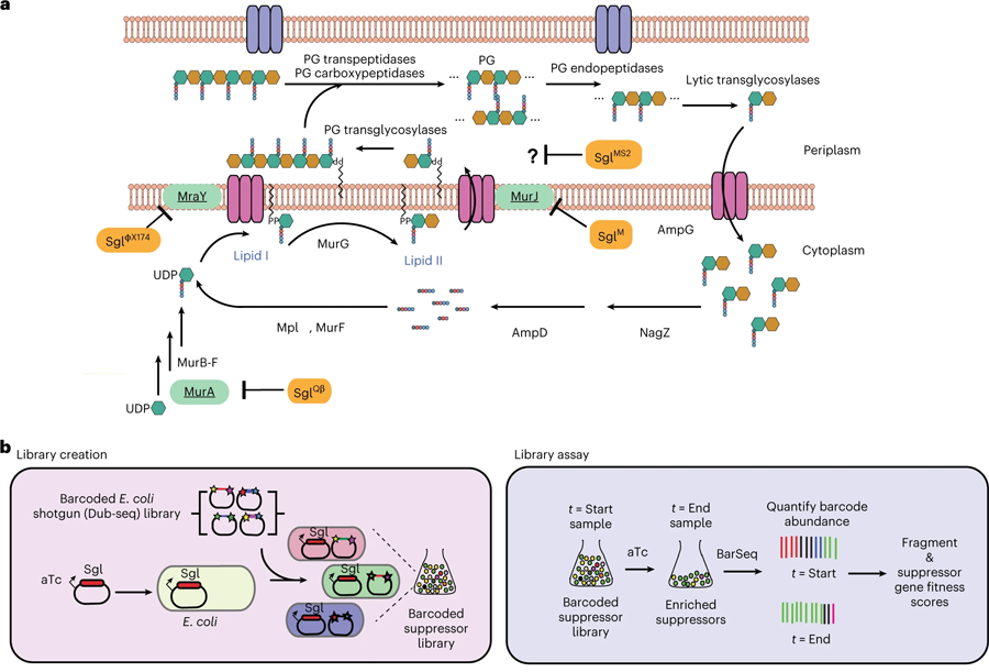 全基因組篩選用于鑒定噬菌體編碼單基因裂解系統的宿主抑制因子