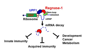 CAR-T療法創始人PNAS發文：實體腫瘤治療曙光出現？利用“組合拳”幫助T細胞