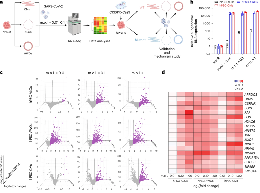 用于識別與SARS-CoV-2感染相關基因的多類器官平臺
