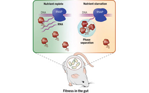 Science：促進人體腸道有益細菌的存活