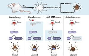 Science突破性發現：寄生蟲免疫和發育的謎團