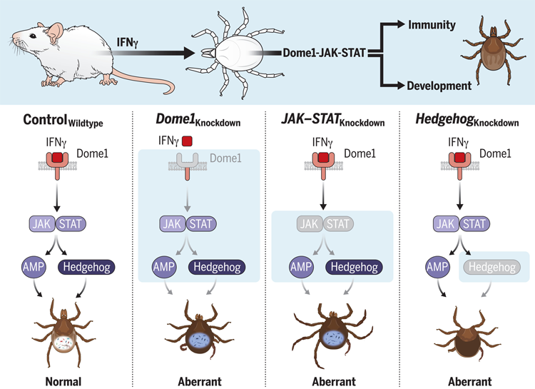 共生細菌擬桿菌中轉錄終止因子Rho的相分離控制基因表達并促進哺乳動物腸道中的細菌適應性