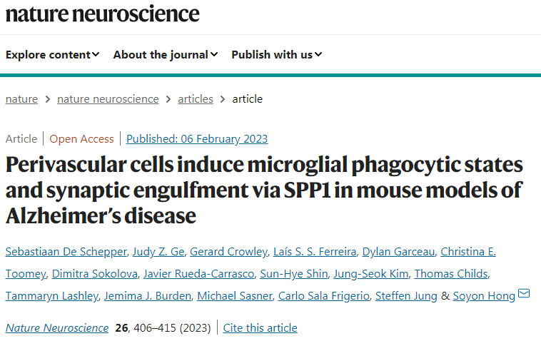 研究人員揭示了小膠質(zhì)細(xì)胞和鄰近的血管周?chē)奘杉?xì)胞之間前所未有的通信