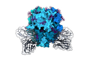 淋巴細胞性脈絡叢腦膜炎病毒(LCMV)研究新進展
