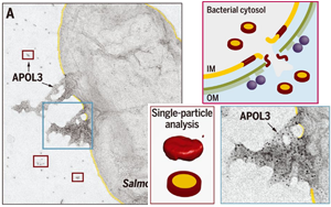 Science發現！細胞竟然也有“潔癖”，能自產“洗滌劑”，讓細菌無處遁逃