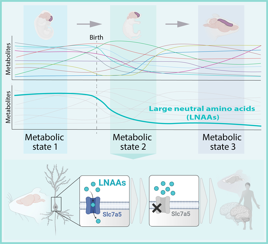 科學(xué)家們評估了小鼠大腦發(fā)育過程中大腦皮層代謝物組成的變化