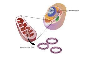 研究發現，這種“升級版”輔酶Q10能逆轉HIV引起的器官損傷