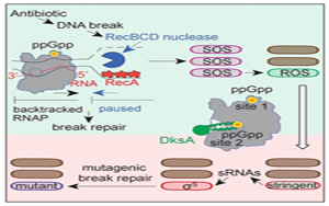 Molecular Cell令人驚訝的發現：導致抗生素耐藥性的第一步