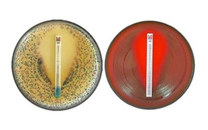 藥敏試紙生產用原料