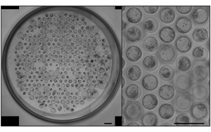 《Nature Protocols》：新突破！能夠模擬人類胚胎植入的模型