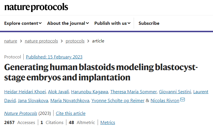  2023年研究團隊描述了如何形成人類母細胞