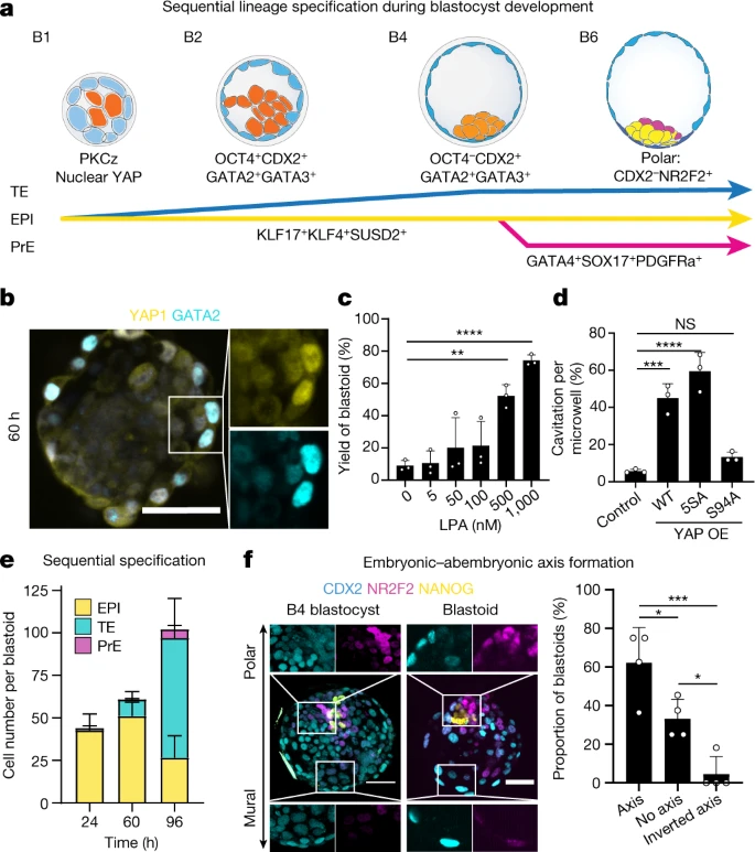 根據囊胚發育的順序和時間形成三個譜系