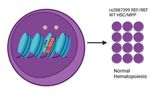 Nature：血癌可以預防，關鍵在這個靶點